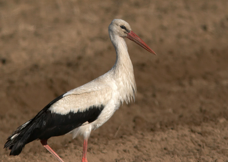 Kattohaikara, White Stork (Ciconia ciconia)
