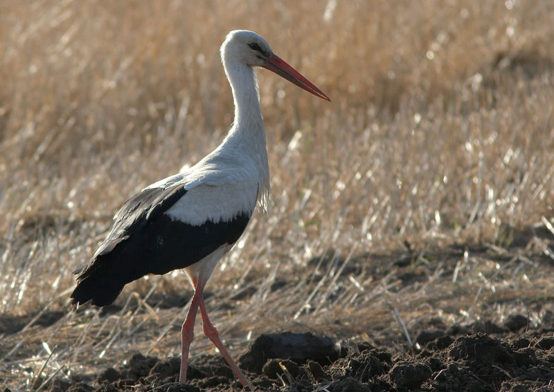 Kattohaikara, White Stork (Ciconia ciconia)