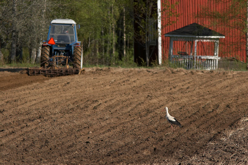 Kattohaikara, White Stork (Ciconia ciconia)