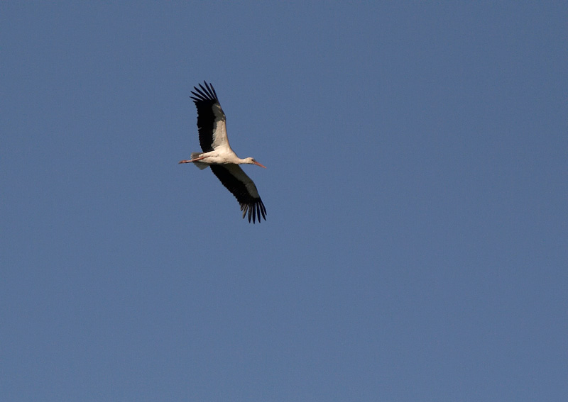 Kattohaikara, White Stork (Ciconia ciconia)