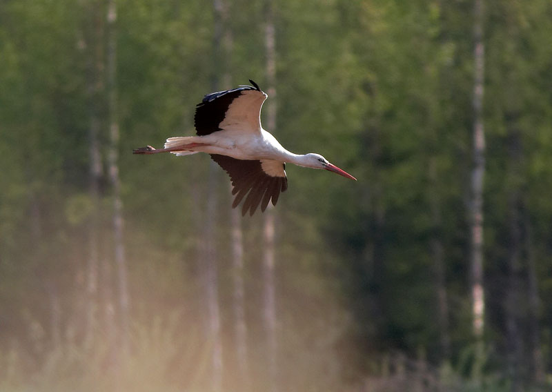 Kattohaikara Ciconia ciconia