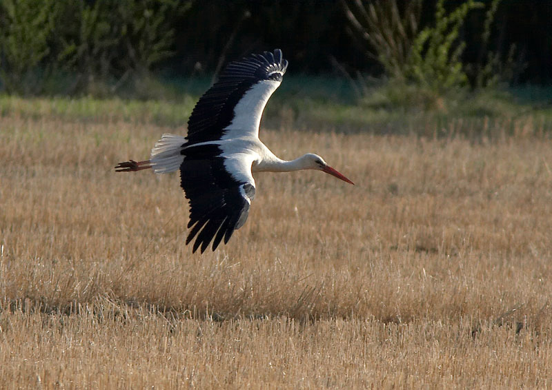 Kattohaikara Ciconia ciconia