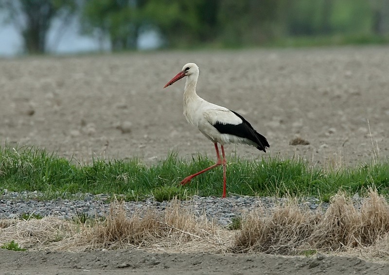 Kattohaikara, White Stork (Ciconia ciconia)