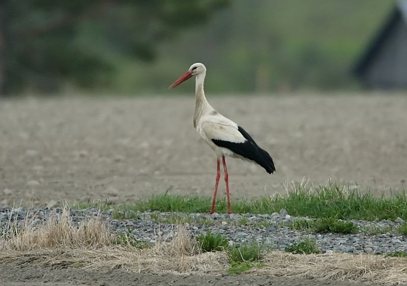 Kattohaikara, White Stork (Ciconia ciconia)