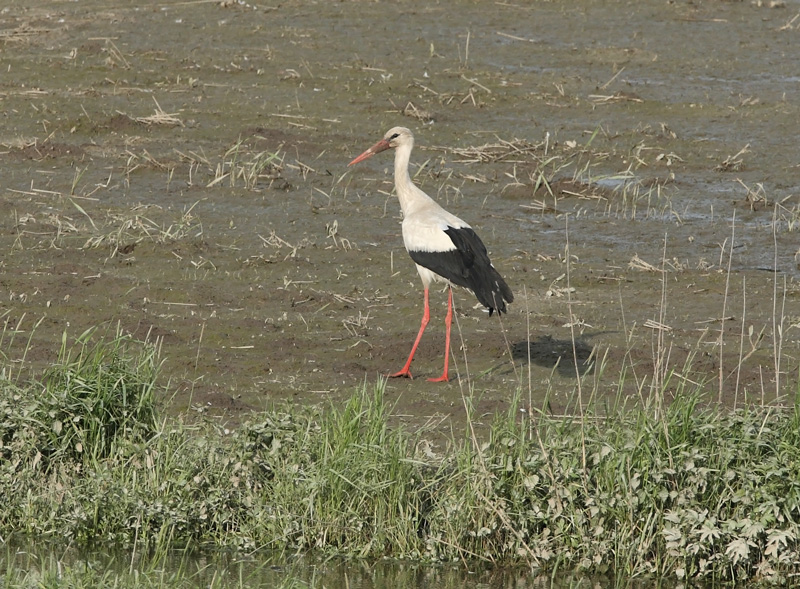 Kattohaikara, White Stork (Ciconia ciconia)