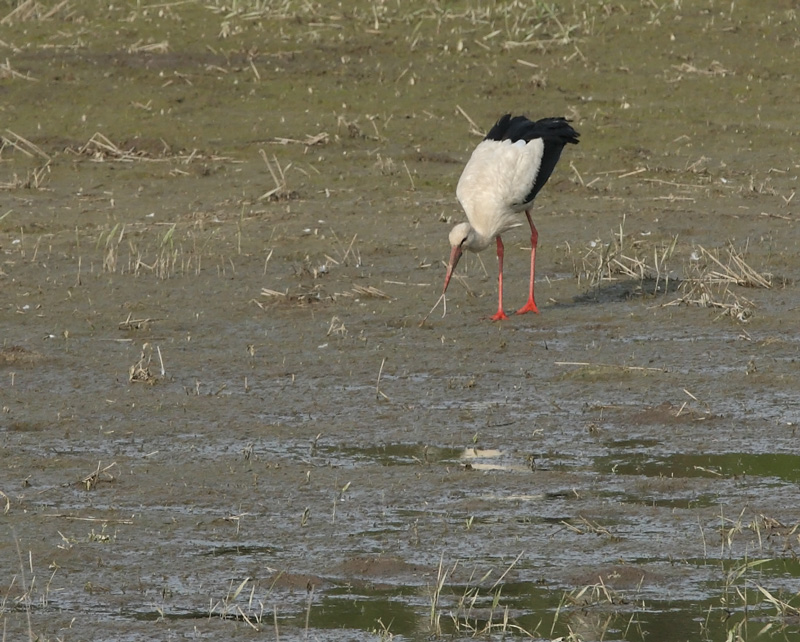 Kattohaikara, White Stork (Ciconia ciconia)