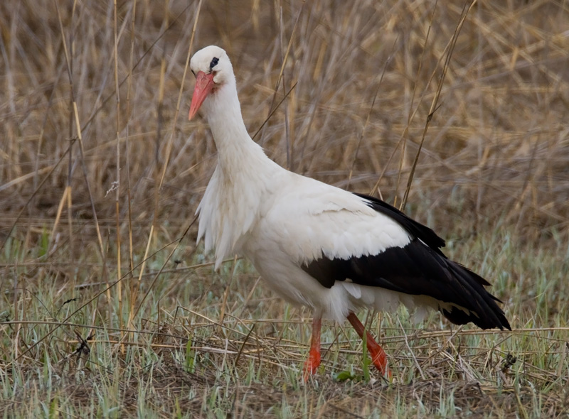 Kattohaikara, White Stork (Ciconia ciconia)