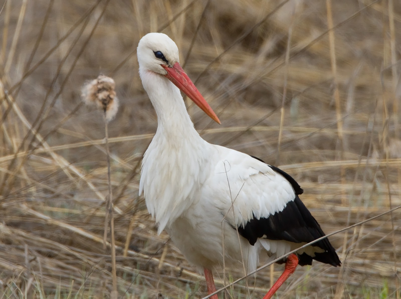 Kattohaikara, White Stork (Ciconia ciconia)