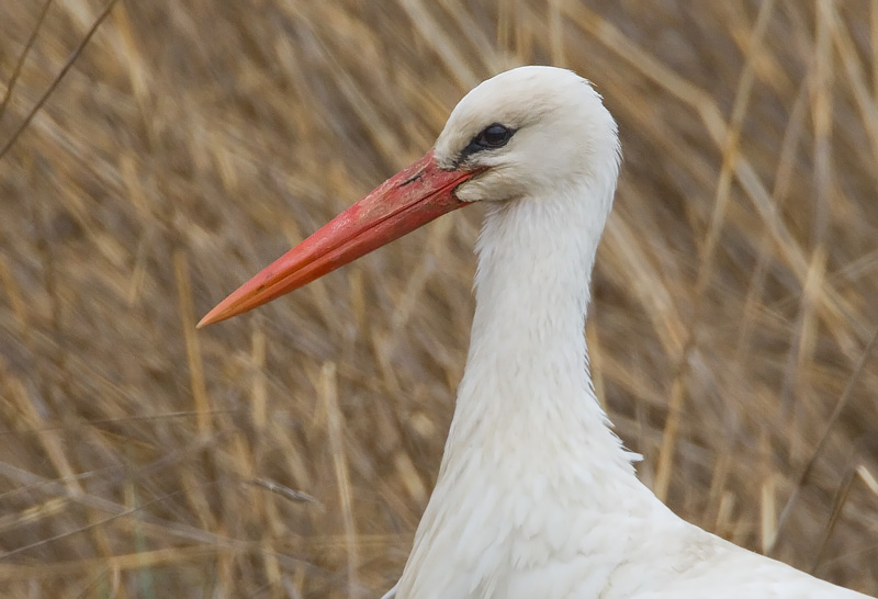Kattohaikara, White Stork (Ciconia ciconia)