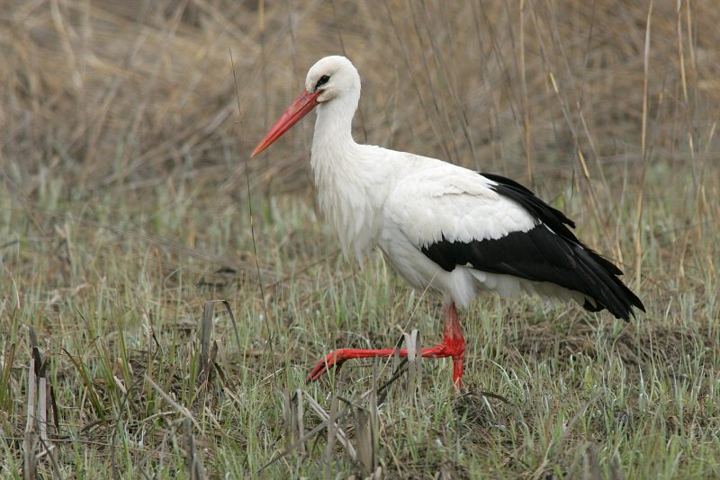 Kattohaikara, White Stork (Ciconia ciconia)