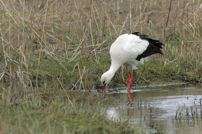 Kattohaikara, White Stork (Ciconia ciconia)