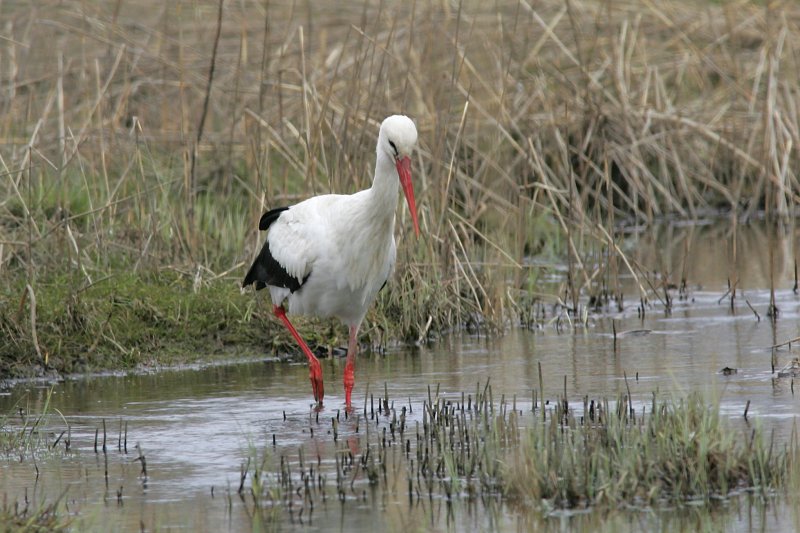 Kattohaikara, White Stork (Ciconia ciconia)