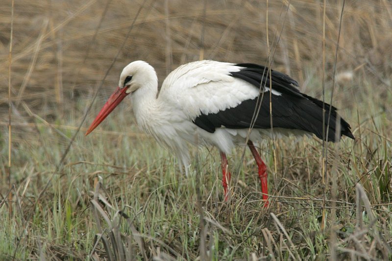 Kattohaikara, White Stork (Ciconia ciconia)