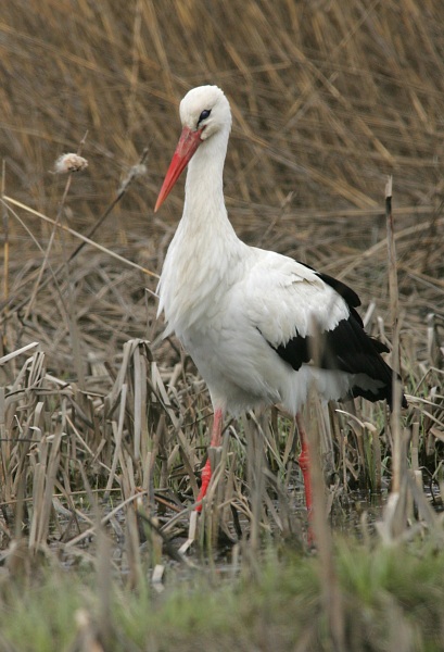 Kattohaikara, White Stork (Ciconia ciconia)