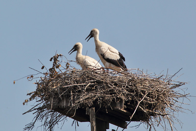Kattohaikara, White Stork (Ciconia ciconia)
