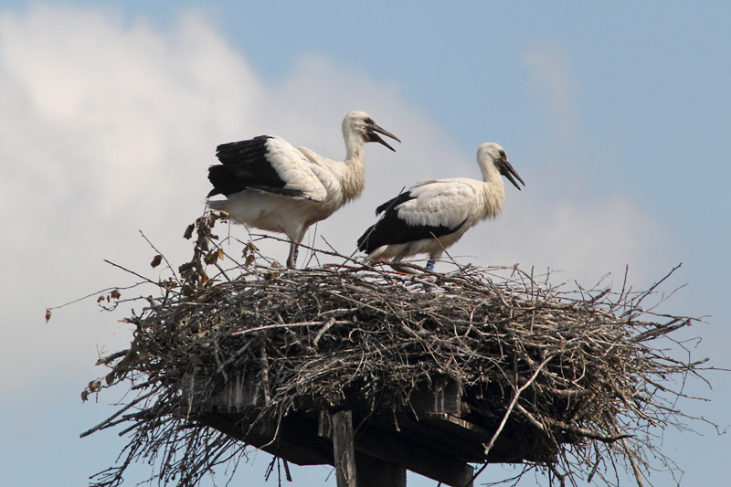 Kattohaikara, White Stork (Ciconia ciconia)