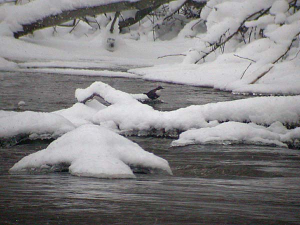 Koskikara