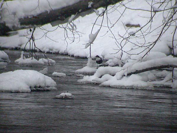 Koskikara