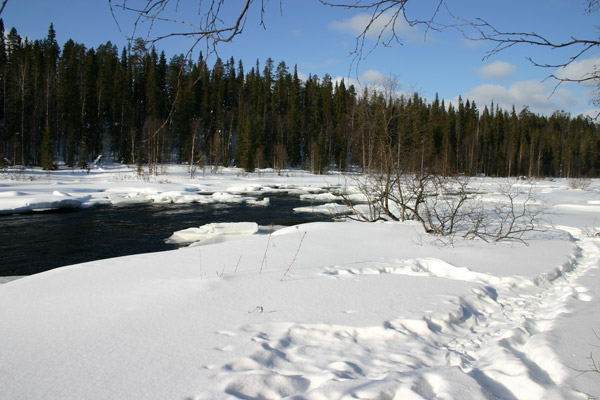 Koskikara
