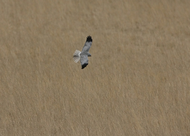 Sinisuohaukka Hen Harrier (Circus cyaneus)