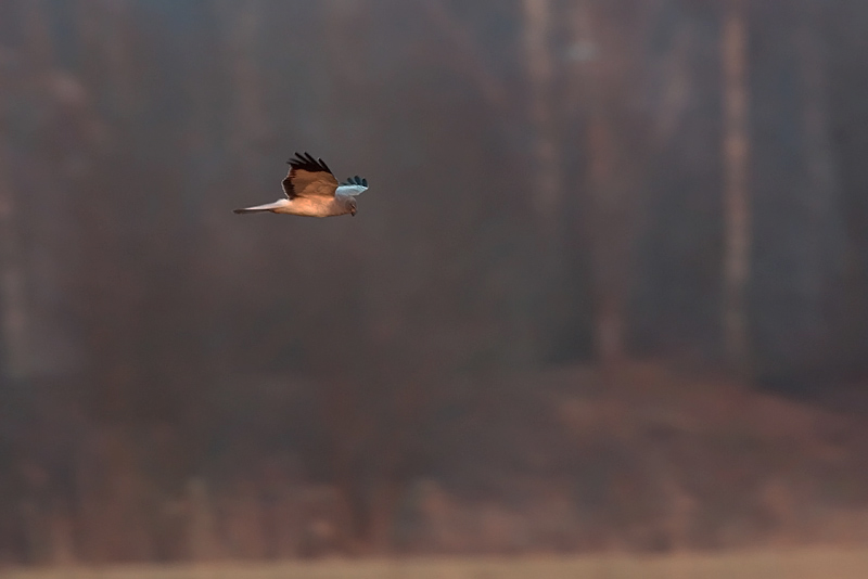 Sinisuohaukka Hen Harrier (Circus cyaneus)