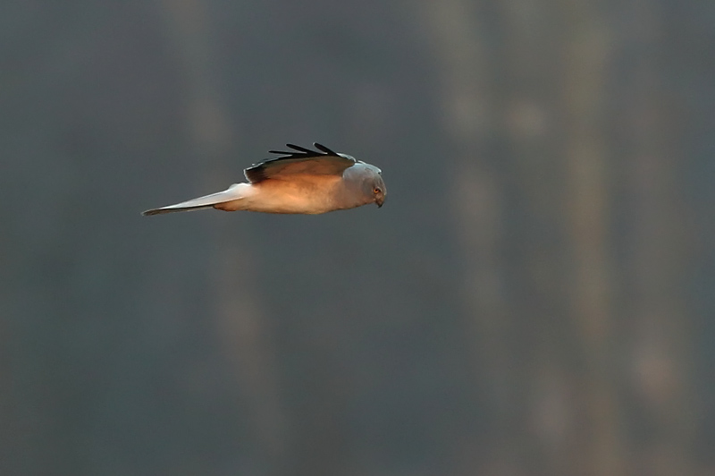Sinisuohaukka Hen Harrier (Circus cyaneus)