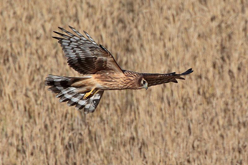 Sinisuohaukka Hen Harrier (Circus cyaneus)