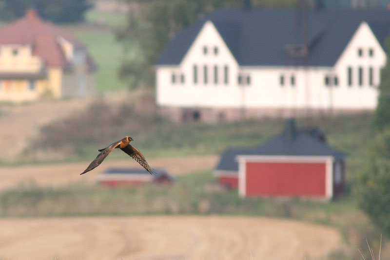 Arosuohaukka
