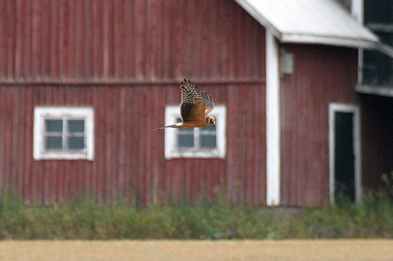 Arosuohaukka