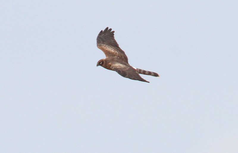 Arosuohaukka Pallid Harrier (Circus macrourus)