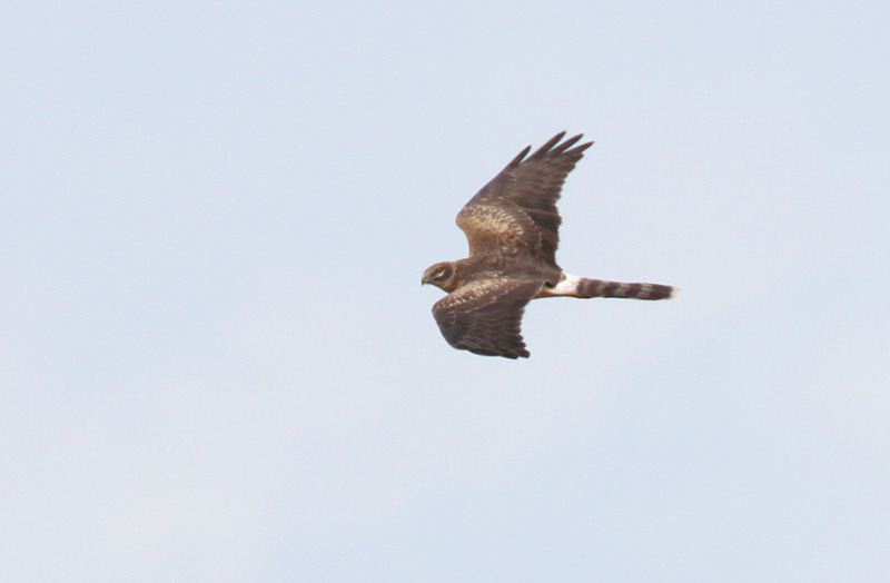 Arosuohaukka Pallid Harrier (Circus macrourus)