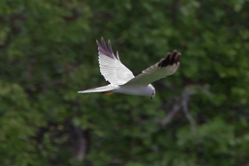 Arosuohaukka Pallid Harrier (Circus macrourus)