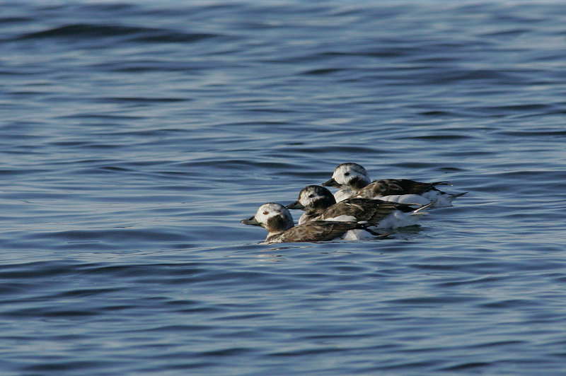 Alli Long-tailed Duck (Clangula hyemalis)