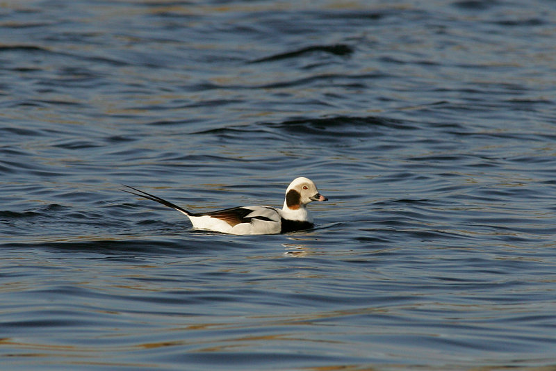 Alli Long-tailed Duck (Clangula hyemalis)