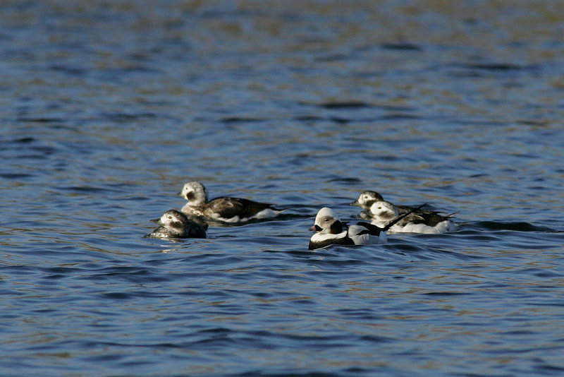 Alli Long-tailed Duck (Clangula hyemalis)