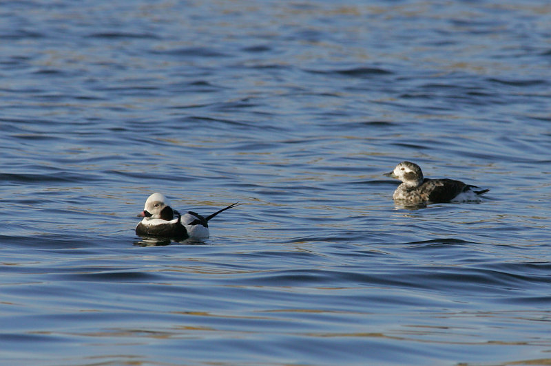 Alli Long-tailed Duck (Clangula hyemalis)