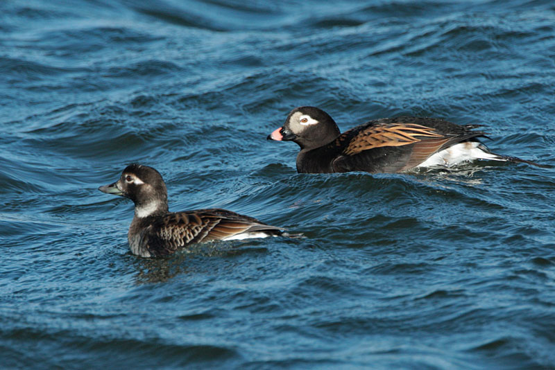 Alli Long-tailed Duck (Clangula hyemalis)