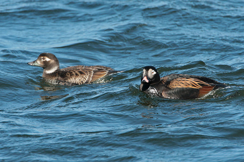 Alli Long-tailed Duck (Clangula hyemalis)