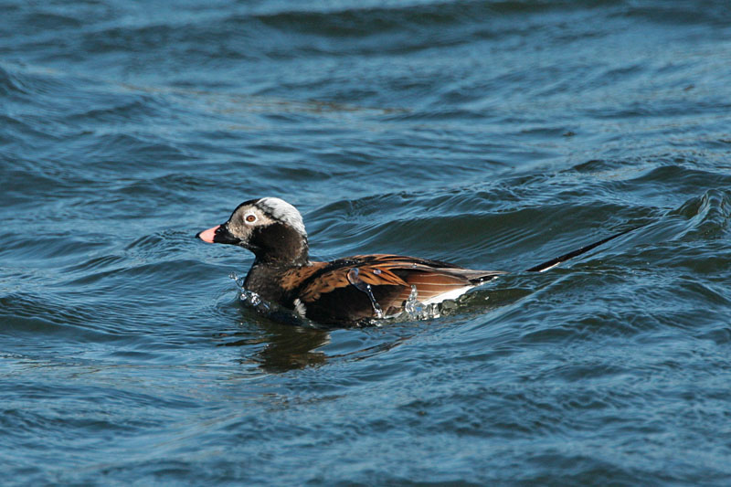 Alli Long-tailed Duck (Clangula hyemalis)