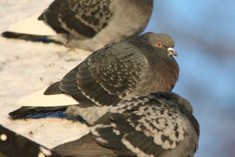 Pulu (Columba livia)