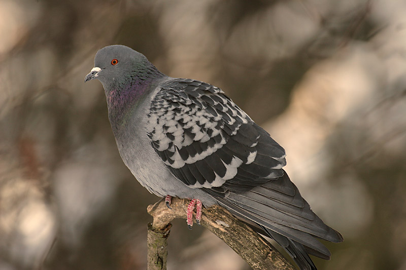 Pulu (Columba livia)