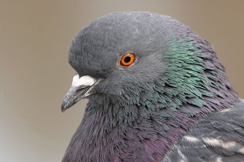Pulu (Columba livia)