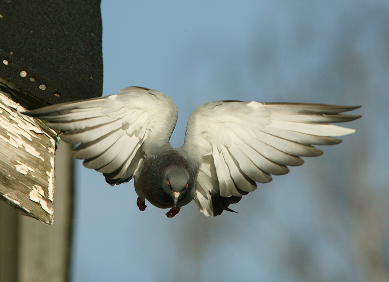 Pulu (Columba livia)