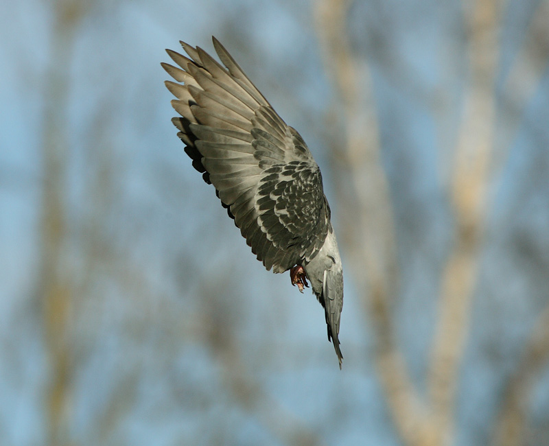 Pulu (Columba livia)