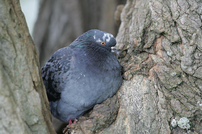 Pulu (Columba livia)