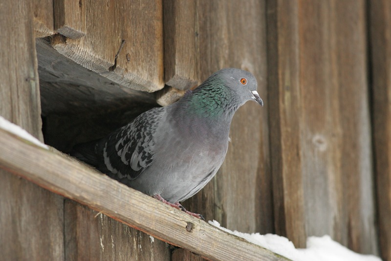 Pulu (Columba livia)