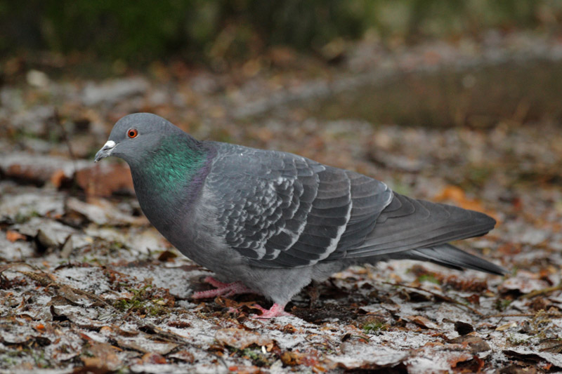 Pulu (Columba livia)