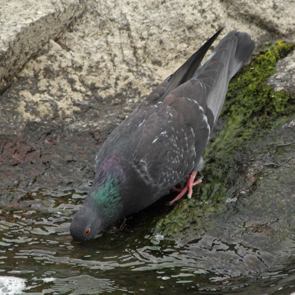 Pulu (Columba livia)