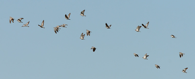 Uuttukyyhky Columba oenas