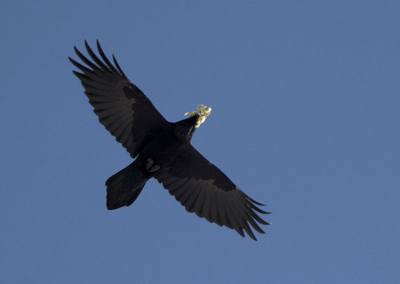 Korppi Corvus corax